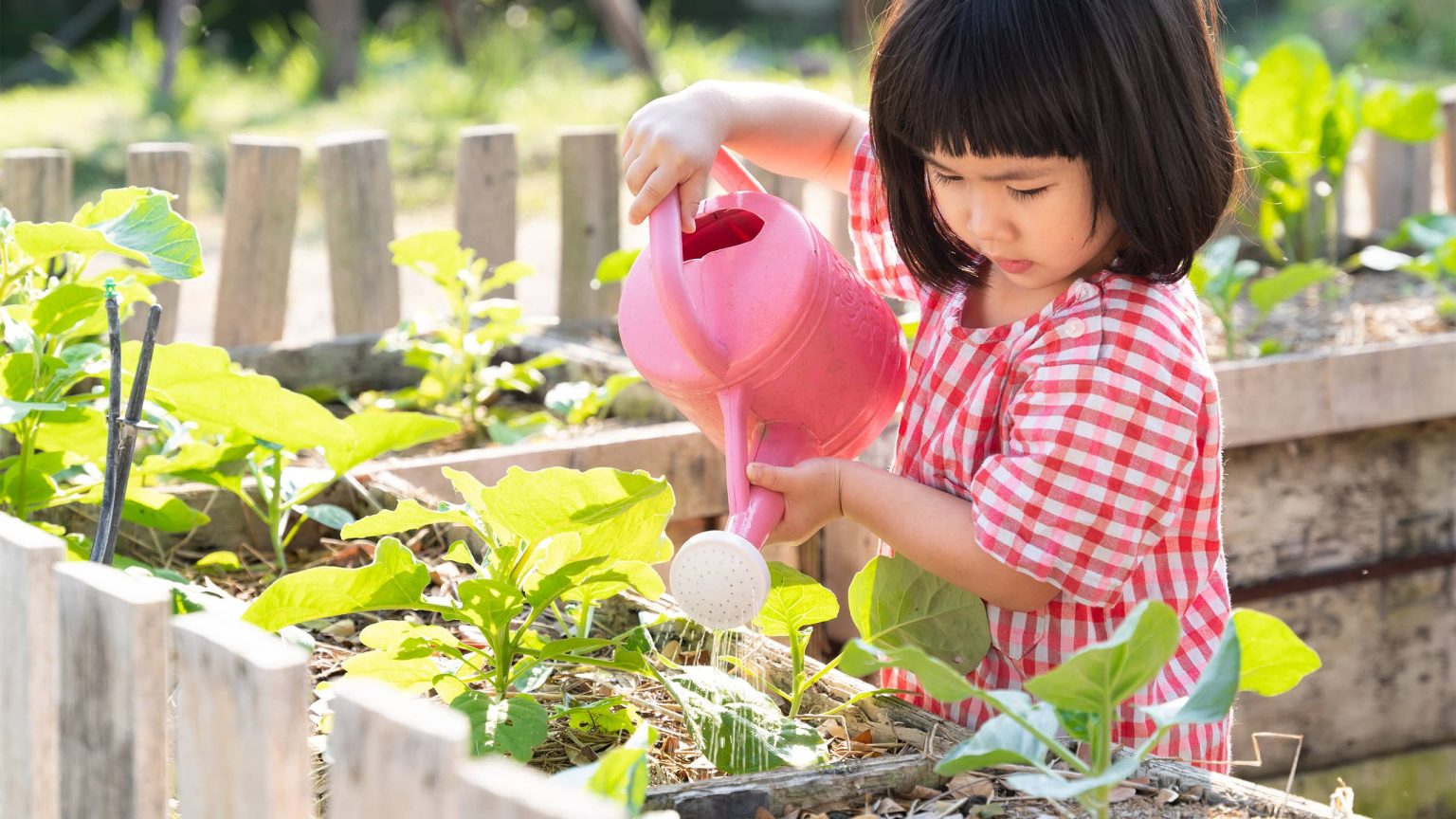 un jeune enfant qui arrose des plantes dans le potager